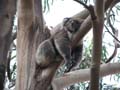Sleepy Koala
